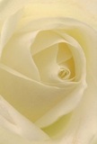 This photograph draws you into the delicate centre of a cream-white rose, as if each petal-soft, pearlescent, and touched by imaginary morning dew-is unfolding just for you. The spiral arrangement pulls the gaze inward, inviting tactile imaginings of sheer texture and gentle coolness, reminiscent of the fresh air found on quiet lanes in Harmondsworth at dawn. Gentle shadows nestle between folded ivory, imparting depth and a subtle sense of movement, while the overall atmosphere is one of profound calm. As the composition envelops you, picture the faintest sweet floral scent lingering in the air-a gentle promise from a bouquet chosen for sympathy, admiration, or to celebrate new chapters in life. For those who cherish quiet, heartfelt gestures delivered from local florists across Harmondsworth, this rose captures not only visual allure but also the emotion and meaningful expertise behind every thoughtful arrangement, making it the ideal expression for any significant moment in our caring community.